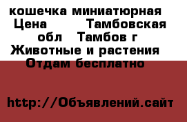 кошечка миниатюрная › Цена ­ 50 - Тамбовская обл., Тамбов г. Животные и растения » Отдам бесплатно   